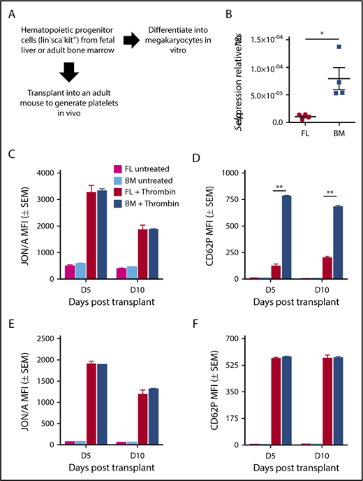 Figure 6. P-selectin is intrinsically regulated in fetal hematopoietic progenitors. (A) Experimental scheme. Kit-positive hematopoietic progenitors were derived from E12.5 fetal liver or adult bone marrow and cultured for 3 days in the presence of TPO. Megakaryocytes were isolated by CD41 selection. For transplant studies, lin−sca−kit+ (HPC) cells were sorted from E14.5 fetal livers and from adult bone marrow of UBC-GFP mice and transplanted into GFP− recipients. Whole blood from recipients was activated on days 5 and 10 posttransplant, with 0.5 U/mL thrombin in the presence of antibodies for activated αIIbβ3 (JON/A) and surface P-selectin (CD62P). Donor (GFP+) and recipient (GFP−) platelet populations were evaluated individually for activated integrin αIIbβ3 and P-selectin surface expression. (B) Transcript levels of P-selectin (Selp) relative to 18S in cultured megakaryocytes. Significance was determined using an unpaired 2-tailed Student t test *P < .05; n = 5. (C) Integrin activation (αIIbβ3) in donor (GFP+) platelets. Analysis was performed using 2-way ANOVA with Bonferroni posttest, n ≥ 3. (D) P-selectin surface expression in donor (GFP+) platelets. Significance was determined using a 2-way ANOVA followed by a Bonferroni posttest, **P < .001; n ≥ 3. (E) Integrin activation (αIIbβ3) in donor (GFP−) platelets. Analysis was performed using 2-way ANOVA with Bonferroni posttest, n ≥ 3. (F) P-selectin surface expression in donor (GFP−) platelets. No significance was detected using a 2-way ANOVA with Bonferroni posttest, n ≥ 3.