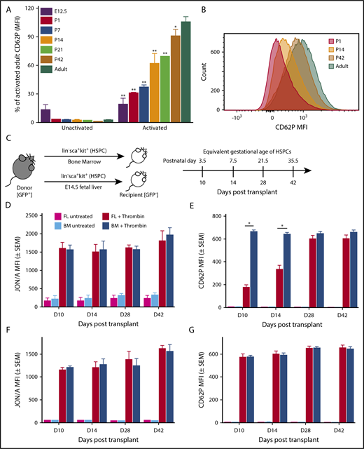 Figure 7. The onset of P-selectin expression occurs postnatally and is regulated by a developmental transition in HSPCs. (A) P-selectin surface expression in unstimulated and stimulated platelets isolated from various gestational ages postnatally. Values shown are expressed as a percent of CD62P MFI on activated adult platelets. Platelets harvested from murine embryos (E12.5), pups (days 1, 7, 14, 21, and 42 after birth), and non-pregnant adult mice, were activated with thrombin (0.5 units/mL) in the presence of antibodies to detect activated αIIbβ3 (JON/A) and surface P-selectin (CD62P). Significance was determined using a 2-way ANOVA followed by a Bonferroni posttest *P < .01, ** P < .001 versus activated adult P-selectin surface expression; n ≥ 3. (B) Representative histogram of MFI of CD62P (P-selectin) on activated platelets from P1, P14, P42, and adult. Postnatally, a single platelet population transitions from expression low levels of P-selectin (P1) to higher levels of P-selectin (Adult). (C) Experimental scheme. Lin−sca+kit+ (HSPCs) cells were sorted from E14.5 fetal livers and adult bone marrow of UBC-GFP mice and transplanted into sublethally irradiated GFP− recipients. Whole blood from recipients was activated on days 10, 14, 28, and 42 posttransplantation with 0.5 U/mL thrombin for 10 minutes in the presence of antibodies for activated αIIbβ3 (JON/A) and surface P-selectin (CD62P). HSPCs were taken from E14.5 fetal livers; therefore, days 10 (D10), D14, D28, and D42 posttransplant have equivalent gestational ages of P3.5, P7.5, P21.5, and P35.5, respectively. Donor (GFP+) and recipient (GFP−) platelet populations were evaluated individually for activated integrin αIIbβ3 and P-selectin surface expression. (D) Integrin activation (αIIbβ3) in untreated and thrombin-treated donor (GFP+) platelets. Comparable amounts of integrin activation were seen in platelets produced from both bone marrow (BM)–derived and fetal liver (FL)–derived donor HSPCs on days 10, 14, 28, and 42 after transplantation. Analysis performed using 2-way ANOVA with Bonferroni posttest, n ≥ 3. (E) P-selectin surface expression in untreated and thrombin-treated donor (GFP+) platelets. On days 10 and 14 posttransplant, FL-derived HSPCs produce platelets with low levels of P-selectin surface expression after activation relative to activated donor platelets from BM-derived HSPCs. By D28 posttransplant, platelets produced from either BM-derived HSPCs or FL-derived LSKs have comparable P-selectin expression after activation. Platelets produced by BM-derived HSPCs maintain comparable levels of P-selectin surface expression on all days after transplantation, suggesting developmental changes in FL HSPC’s result in the production of platelets with gradually increasing levels of P-selectin surface expression. Significance was determined using a 2-way ANOVA followed by a Bonferroni posttest *P < .001; n ≥ 3. (F) Integrin activation (αIIbβ3) in untreated and thrombin-treated recipient (GFP−) platelets. Comparable amounts of integrin activation were found on platelets of the recipient mouse after transplantation of bone marrow or fetal-liver derived LSKs. (G) P-selectin surface expression in untreated and thrombin-treated recipient (GFP−) platelets. Comparable amounts of P-selectin surface expression were found on platelets of the recipient mouse after transplantation of BM- or FL-derived LSK (Lin−sca+kit+). No significance was detected using a 2-way ANOVA with Bonferroni posttest, n ≥ 3.