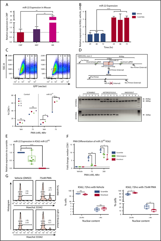 Figure 1. miR-22 expression increases upon terminal MK maturation and drives the maturation process. (A) Bone marrow from individual wildtype 129SV mice was stained according to surface markers listed in supplemental Table 3 and DAPI for live/dead assessment. Common myeloid progenitor (CMP), MEP, and MK were sorted by FACS for analysis of miR-22-3p expression by qPCR. sno202 was used as a housekeeping gene to quantify relative expression. Expression is shown relative to CMP, with the dotted line showing Relative Expression = 1. Data represent 2 independent experiments, performed in triplicate. (B) Representative qPCR for miR-22 in K562 cells treated with 15 nM PMA over time. K562 cells are driven to megakaryocytic differentiation. sno202 was used as a housekeeping gene to quantify relative expression. Expression is shown relative to K562 treated with vehicle (Veh; DMSO) at 24 hours. For the statistical analysis, the time points were treated as replicates. (C) miR-22 overexpression promotes MK maturation. K562 cells were transiently transfected with an miR-22 overexpression vector (PIG/miR-2242) or a control (PIG/empty) and were subjected to PMA-driven megakaryocytic differentiation. GFP expression was used as a correlate for miR-22 overexpression and gated from I, no miR-22 overexpression, to IV, highest miR-22 overexpression (upper). Quantitation of percentages of CD61+ cells upon differentiation with 75 nM PMA or vehicle treatment and escalating empty vector or miR-22 expression (lower). (D) Utilizing CRISPR/Cas9 to knockout the miR-22 encoding stem loop from the MIR22HG in K562 cells. Schematic of the human MIR22HG on chromosome 17, specifically exon 2, which encodes the miR-22 stem loop (upper). Predicted schematics before and after locus excision and repair are shown, as well as gRNAs and genotyping primers. Agarose genotyping gel shows isolation of 6 clones each of scramble (ie, wildtype), miR-22 heterozygous, and miR-22 knockout (lower). Excision is identified by appearance of the truncated ∼480-bp band (external primers) and loss of the ∼360-bp band (internal primers). (E) qPCR for miR-22 expression in wildtype (ie, Scramble), miR-22 heterozygous, and miR-22 knockout K562 clones. sno202 was used as a housekeeping gene to quantify relative expression. Expression is shown relative to Scramble (n = 6). (F-G) K562:miR-22KO clones were subjected to PMA-driven megakaryocytic differentiation and assayed for differentiation by CD61 expression and nuclear content (ie, increased ploidy). (F) PMA-driven megakaryocytic differentiation over 48 hours in K562:miR-22KO clones was assessed by flow cytometry for CD61 expression and reported as fold change in median CD61 expression normalized per clone (n = 3). (G) PMA-driven megakaryocytic differentiation over 72 hours in K562:miR-22KO clones. Frequency of high-ploidy cells was assessed by flow cytometry. Gating strategy for identifying high-ploidy cells is shown (left) and is quantified in K562:Scramble and K562:miR-22KO clones (right) (n = 5). GFP, green fluorescent protein; SSC-A, side-scatter area. *P ≤ .05; **P < .01; ****P < .0001.