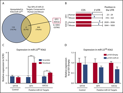 Figure 2. Identification of putative targets of miR-22 that may mediate its effect on megakaryopoiesis. (A) Venn diagram showing the strategy for selecting putative targets of miR-22 from RNA-sequencing data. K562:scramble and K562:miR-22KO were subjected to total RNA isolation, library preparation, and RNA-sequencing and analysis. To identify putative direct targets of miR-22, all targets needed to contain miR-22 seed sequences conserved in human and mouse; the yellow circle represents the top 30% of predicted TargetScan51 targets from the multimiR package (R). The blue circle represents genes upregulated in K562:miR-22KO cells, as would be expected of direct targets of miR-22. Four putative miR-22 targets were identified. The 2 chosen for further study are outlined in red. (B) Schematic showing the locations of predicted miR-22 seed sequences in human and mouse in the 3′-UTRs of the genes chosen for further study. (C-D) qPCR to confirm dysregulation of putative miR-22 targets chosen for future study in K562:miR-22KO cells (n = 3) (C). Expression is shown relative to scramble clone SCR3. (D) qPCR to confirm dysregulation of putative miR-22 targets chosen for future study miR-22 overexpressing cells. Expression is shown relative to p1501:Empty. GUSB was used as a housekeeping gene to quantify relative expression. **P < .01; ***P < .001. CDS, coding sequence.