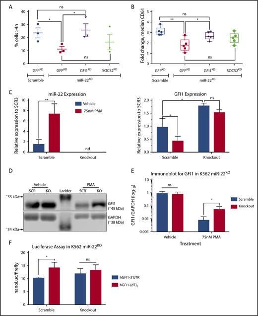 Figure 3. Knockdown of miR-22 targets rescues the MK differentiation defect that results from miR-22 loss. (A-B) We used the CRISPRi (CRISPR interference) approach for knockdown of putative miR-22 target genes in K562:miR-22KO. K562:scramble and K562:miR-22KO cell lines were transduced with lentivirus encoding KRAB:dCas9-P2A-mCherry. The KRAB-dCas9 fusion protein is a strong transcriptional repressor that can be targeted by gRNAs to specific sites in the genome. A GFP targeting gRNA was used as a control. Putative miR-22 targets were knocked down by CRISPRi in K562:scramble and K562:miR-22KO cells, and cells were driven toward megakaryocytic differentiation by treatment with PMA. Extent of differentiation is quantified by DNA content/ploidy (n = 3) (A), and median CD61 expression (n = 5) (B). (C-E) Megakaryocytic differentiation of K562:scramble and K562:miR-22KO cells by treatment with PMA and assayed for transcript and protein expression. (C) qPCR for miR-22 and GFI1 upon PMA-induced megakaryocytic differentiation. sno202 and GUSB were used as housekeeping genes to quantify relative expression, respectively. Expression is shown relative to scramble clone SCR3 (n = 3). (D) Representative immunoblot against GFI1 in K562:miR-22KO cells upon PMA-induced megakaryocytic differentiation and in vehicle-treated control. Glyceraldehyde-3-phosphate dehydrogenase (GAPDH) was used as an endogenous loading control. (E) Quantitation of immunoblot against GFI1 in K562:miR-22KO cells upon PMA-induced megakaryocytic differentiation and in vehicle treated control. GAPDH was used as an endogenous loading control to quantitate relative expression. Quantified blot is included in supplemental Figure 3C (n = 3). (F) The miR-22 seed sequence containing portion of the GFI1 3′-UTR or a nontargeted control in which the seed sequence was replaced with poly-T tract was cloned downstream of the nanoLuciferase (nanoLuc) gene. The nanoLuc expression vectors were transiently cotransfected with a firefly luciferase expression vector into K562:scramble and K562:miR-22KO cells, and luminescence was quantified after 48 hours using the Nano-Glo Dual Luciferase Reporter Assay System. Quantitation is luminescence of nanoLuc (experimental vector) over luminescence of firefly luciferase (transfection control) (n = 3). (dT)7, poly-T tract; KO, knockout; SCR, scramble. *P ≤ .05; **P < .01.