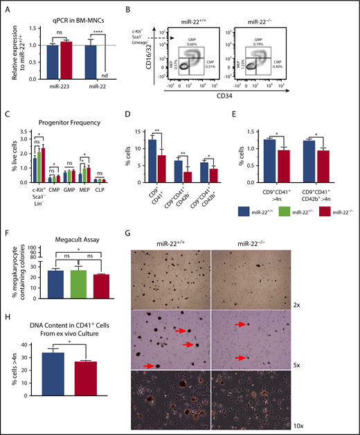 Figure 4. miR-22 knockout mice exhibit an expansion of MK-erythrocyte progenitors and a defect in MK maturation. (A-C) Bone marrow from adult 129SV;miR-22 wildtype, heterozygous, and homozygous knockouts was isolated and subjected to analysis for gene expression, flow cytometric analysis, and ex vivo megakaryocytic differentiation. (A) Total RNA was isolated from bone marrow from wildtype and miR-22KO animals. RT was carried out using miRNA-specific primers. miR-223 was assayed as a control. sno202 was used as a housekeeping gene to quantify relative expression between samples (n = 3). (B) Bone marrow mononuclear cells from individual mice were stained for progenitors (CLP, CMP, GMP, and MEP) according to surface markers listed in supplemental Table 3, and DAPI for live/dead assessment. Shown are representative flow cytometry plots gated for myeloid progenitors from c-Kit+Sca1−Lineage− cells in wildtype and miR-22KO animals. (C) Quantitation of flow cytometric analysis of hematopoietic progenitor cells from wildtype, heterozygous, and miR-22KO animals (n = 6-9). (D-E) Bone marrow mononuclear cells from individual mice were stained for immature (CD9+CD41+CD42b−) and mature (CD9+CD41+CD42b+) MKs, and for DNA content. Quantitation of frequency of immature and mature MKs (D), and quantitation of the frequency of high-ploidy cells in mature MKs (n = 3) (E). (F) CFU-MK assays. One thousand KSL were isolated from individual wildtype, heterozygous, and miR-22KO animals by FACS and were plated in 1.7 mL MegaCult supplemented with collagen and cytokines and plated in covered chamber slides for culture. After 7 days, cultures were dehydrated in acetone and stained for acetylcholinesterase and counterstained with Harris’ hematoxylin. CFU-MK and non-MK were quantified by a blinded counter on 2 separate days, and counts were averaged (n = 3). (G-H) Ex vivo MK differentiation of primary miR-22KO bone marrow cells. Bone marrow mononuclear cells were isolated from individual adult 129SV:miR-22 wildtype and miR-22KO and were subjected to ex vivo MK differentiation by treatment with TPO. Whole cultures were used for flow cytometry and acetylcholinesterase staining. (G) Representative microscopic images of acetylcholinesterase-stained cytospins from unfractionated ex vivo MK differentiation cultures. MKs are stained brown. Red arrows show MKs at 5× magnification. (H) Frequency of CD41+ cells with high DNA content (>4 n) in ex vivo differentiated MKs (n = 2-3). CFU-MK, colony forming unit–megakaryocyte; CLP, common lymphoid progenitor; CMP, common myeloid progenitor; GMP, granulocyte-monocyte progenitor; MEP, megakaryocyte-erythrocyte progenitor; nd, not detectable. *P ≤ .05; **P < .01; ****P < .0001.