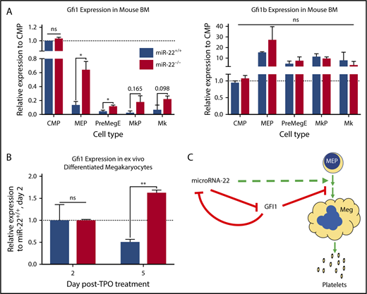 Figure 5. Gfi1 expression persists in miR-22KO animals throughout megakaryocytic differentiation. (A) Bone marrow from individual adult 129SV;miR-22 wildtype and miR-22 homozygous knockouts was stained according to surface markers listed in supplemental Table 3, DAPI for live/dead assessment, and sorted by FACS. Gene expression by qPCR for Gfi1 (left) and Gfi1b (right) in common myeloid progenitors through MK differentiation is shown. ActB was used as a housekeeping gene to quantify relative expression. Expression is shown relative to miR-22+/+ CMP, with the dotted line showing Relative Expression = 1 (n = 2-3). Error bars represent standard error of the mean. (B) Ex vivo MK differentiation of primary miR-22KO bone marrow cells. Bone marrow mononuclear cells were isolated from individual adult 129SV:miR-22 wildtype and miR-22KO and were subjected to ex vivo MK differentiation by treatment with TPO. For gene expression analysis, MKs were enriched by 2-step bovine serum albumin gradient sedimentation. qPCR for Gfi1 in ex vivo differentiated MKs at 2 and 5 days after initiation of TPO treatment. ActB was used as a housekeeping gene to quantify relative expression. Expression is shown relative to day 2 miR-22+/+ MKs, with the dotted line showing Relative Expression = 1 (n = 2-3). Error bars represent standard error of the mean. (C) Proposed model whereby repression of GFI1 by miR-22 permits megakaryopoiesis. miR-22 promotes megakaryopoiesis (dotted green line) through direct repression of GFI1 (solid red line). GFI1 represses miR-22 expression by binding at the promoter of the MIR22HG. BM, bone marrow; MkP, megakaryocyte progenitor; PreMegE, megakaryocyte-erythrocyte precursor. *P ≤ .05; **P < .01.