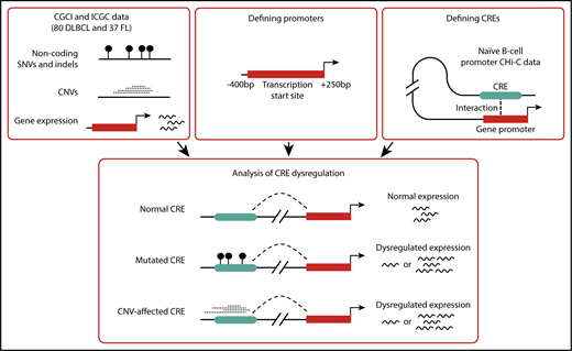 Figure 1. Analysis overview. CGCI, Cancer Genome Characterization Initiative; CNV, copy number variant; ICGC, International Cancer Genome Consortium; indels, insertions and deletions; SNV, single nucleotide variant.