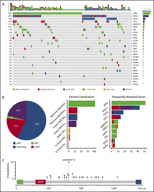 Figure 1. Molecular profile of MF. (A) Mutations visualized as an oncoplot. Each column represents a sample and each row represents a different gene. The top barplot has the frequency of mutations for each patient, and the right-hand barplot has the frequency of mutations in each gene. By default, samples are ordered by the most mutated genes. (B) Mutational frequency of driver mutations and triple-negative (Triple Neg) mutations (pie chart), variant classification (first barplot), and frequently mutated genes per variant classifications (second barplot). (C) ASXL1 alterations.