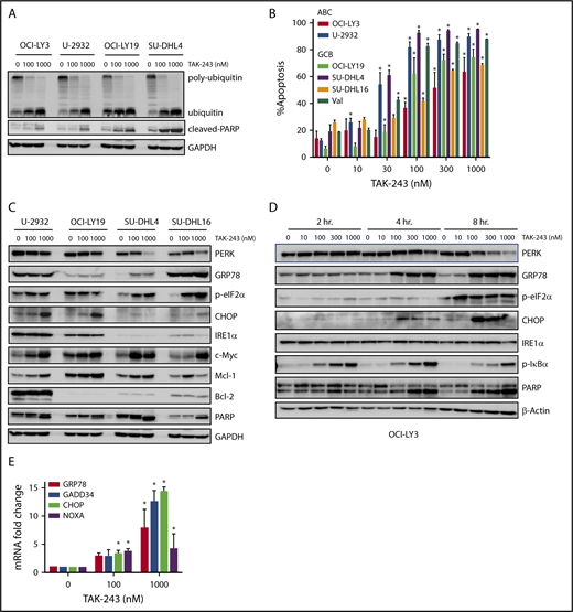 Figure 1. TAK-243 blocks ubiquitin conjugation and induces ER stress and the UPR in DLBCL cells. (A) DLBCL cell lines were treated with the indicated doses of TAK-243 for 4 hours. Proteins were lysed and subjected to immunoblotting. (B) DLBCL cell lines were treated with TAK-243 for 24 hours. Apoptosis was determined by Annexin-V staining. Data are presented as mean ± standard error (SE). *P < .05 compared with untreated control. (C-D) DLBCL cells were treated with the indicated doses of TAK-243 for 4 hours (C) or as indicated (D), and proteins were lysed and subjected to immunoblotting. (E) OCI-LY3 cells were treated with TAK-243 for 4 hours. Total RNA was isolated, reverse transcribed, and subjected to RT-PCR with the indicated probes (in duplicates). Results were normalized to GAPDH levels. Data are presented as mean ± SE. *P < .05 compared with untreated control. GCB, germinal center B-cell–like.