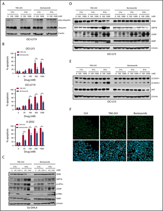 Figure 4. TAK-243 induces rapid ER stress and exhibits enhanced cytotoxicity compared with bortezomib. DLBCL cells were treated with TAK-243 or bortezomib. (A) Cells were lysed, and proteins were subjected to immunoblotting at the indicated time points. (B) Apoptosis was assessed after 24 hours by Annexin V staining. Data are presented as mean ± SE; *P < .05. (C-E) DLBCL cell lines were treated with TAK-243 or bortezomib. Cells were then subjected to immunoblotting. (F) OCI-LY3 cells were treated with 1000 nM TAK-243, 1000 nM bortezomib, or vehicle control for 4 hours and stained for LC3 (green) and 4′,6-diamidino-2-phenylindole (blue). Original magnification ×500.