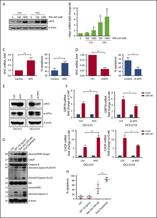Figure 5. MYC sensitizes DLBCL to TAK-243-induced apoptosis. (A-B) U-2932 were treated with TAK-243 as shown. MYC protein and RNA levels were evaluated by immunoblotting and RT-PCR. (C) OCI-LY3 cells were engineered to express MYC or vector control. MYC overexpression was confirmed by RT-PCR. Cells were treated with 300 nM TAK-243 for 24 hours, and apoptosis was assessed by Annexin V staining. (D) OCI-LY19 cells were engineered to express shMYC or vector control. MYC knockdown was confirmed by RT-PCR. Cells were treated with 300 nM TAK-243 for 24 hours, and apoptosis was assessed by Annexin V staining. (E-F) Cells manipulated to express MYC or shMYC were treated with 300 nM TAK-243 for 4 hours. Proteins were lysed and subjected to immunoblotting. Expression of ER stress genes was assessed by RT-PCR with the indicated probes. (G) OCI-LY19 cells were treated with SKT and TAK-243 for 4 hours. Proteins were lysed and subjected to immunoblotting. (H) OCI-LY19 cells were treated with SKT and TAK-243 for 24 hours. Apoptosis was assessed by Annexin V staining. Data are presented as mean ± SE. *P < .05; **P < .01.