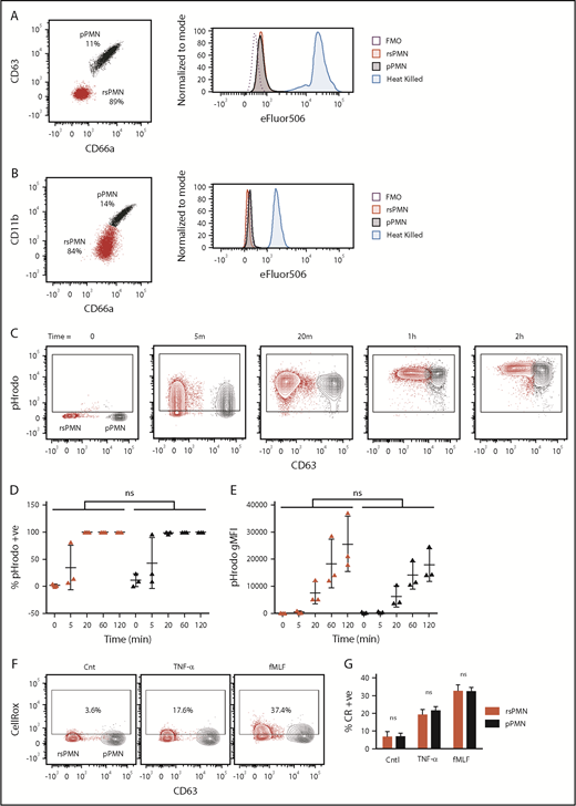Figure 2. pPMNs are alive. (A) Human blood was labeled with eFluor506 prior to fixation and samples were otherwise processed and analyzed by multicolor flow cytometry as described throughout the study. Expression of the viability marker was assessed on gated rsPMN (red, CD66alow/CD63low) and pPMN (black, CD66ahi/CD63hi) populations. FMO control and heat-killed cells are shown. (B) Fresh mouse blood was incubated with eFlour506 fixable viability dye. Blood was washed prior to fixation and further labeling, and analyzed by multicolor flow cytometry. FMO and heat-killed (5 minutes at 64°C) controls are shown. (C) pHrodo E coli BioParticles were incubated with human blood at 37°C, fixed, and analyzed by flow cytometry. rsPMNs (red) and pPMNs (black) had similar percentages of pHrodo+ cells (D) and geometric mean fluorescent intensity (gMFI) (E) at each time point. Paired comparisons were performed at each time point by 2-way ANOVA with a post hoc Bonferroni correction. (F) CellRox reagent was incubated with human blood at 37°C in the presence or absence (Cnt) of TNF-α or fMLF, fixed and analyzed by flow cytometry. rsPMNs (red) and pPMNs (black) had similar increases of the percentage of CellRox+ cells in response to stimulation (G). Two-way ANOVA was performed with a post hoc Bonferroni correction. rsPMN and pPMN values were compared under each condition. ns, not significant.
