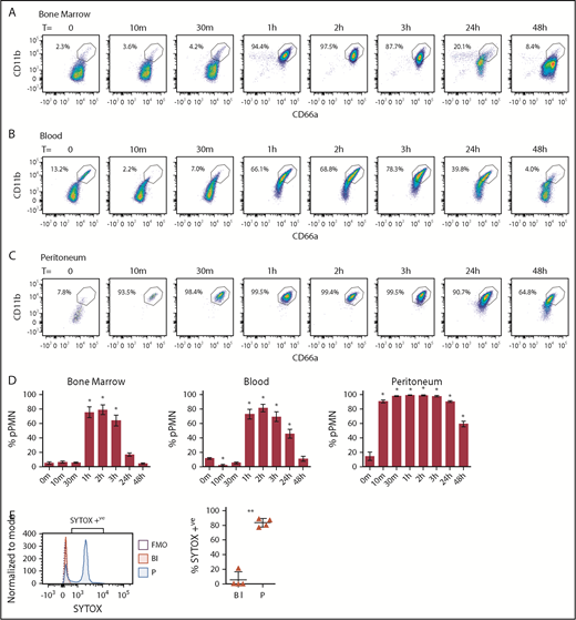 Figure 5. pPMNs in BM, blood, and peritoneum fluctuate with acute inflammation. BM (A), blood (B), and peritoneal (C) PMNs were monitored after peritoneal injection of E coli–pHrodo bioparticles (100 µL). (D) pPMNs were determined as a percentage of total PMNs in BM, blood, and peritoneum at each time point, based on high expression of CD66a and CD11b. Mean percentages of pPMNs ± SEM are shown (n ≥ 9). P values were determined by ANOVA with a post hoc Fisher's LSD test. All comparisons are with untreated controls (T = 0 m). *P < .0001. (E) Blood and peritoneal lavage were collected 1 hour after tail-vein injection of SYTOX Green and pHrodo-induced peritonitis, and analyzed by flow cytometry. Representative SYTOX histograms of blood PMNs (Bl), peritoneal PMNs (P), and FMO controls are indicated. The mean percentages of SYTOX-positive blood and peritoneal PMNs ± SEM are indicated; n = 4. A 2-tailed Student t test was performed. **P < .005.