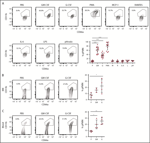 Figure 6. Murine models of granulopoiesis. (A) BM (n ≥ 4) was stimulated in vitro at 37°C for 30 minutes with PBS (P), GM-CSF (GM), G-CSF (G), PMA, MCP-1 (M), RANTES (R), IL-6, LPS (L), or pHrodo (pH), fixed, and analyzed by flow cytometry. One-way ANOVA was performed with the post hoc Fisher's LSD test. ****P < .0001. (B-C) PBS, GM-CSF, or G-CSF were introduced by tail-vein injection (n = 4). pPMN percentages in BM and blood were determined after 1 hour. Representative contour plots are shown. One-way ANOVA was performed with the post hoc Fisher's LSD test. *P < .05; **P < .01.