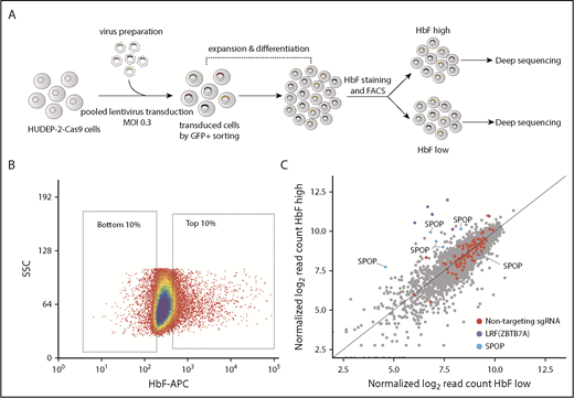 Figure 1. Protein-domain based CRISPR-Cas9 screen identifies SPOP as a novel fetal globin repressor. (A) Screening strategy. Cas9-expressing HUDEP-2 cells were transduced with a BTB domain and histone modification reader domain-targeting sgRNA library (6 sgRNAs per domain). Edited HUDEP-2 cells were then induced to differentiate for 7 days. Differentiated cells were stained by allophycocyanin (APC)-conjugated anti-HbF and sorted into HbF-high and HbF-low cells by FACS. Enriched sgRNAs were identified by deep sequencing. (B) HbF FACS gating strategy for HbF-high and HbF-low cell populations. (C) Scatter plot of HbF-high (y-axis) and HbF-low (x-axis) populations as log2 transformed normalized read counts; each dot represents an sgRNA. SSC, side scatter.