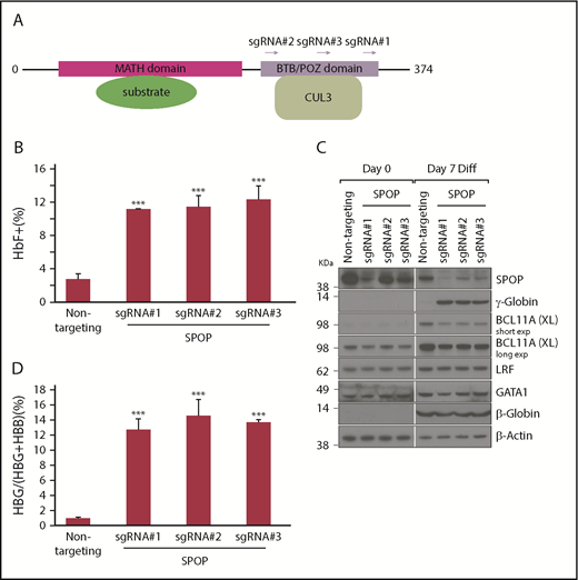 Figure 2. SPOP depletion increases γ-globin protein and mRNA levels in HUDEP-2 cells. (A) SPOP protein domain structure and position of 3 SPOP sgRNAs within the BTB domain. (B) HbF flow cytometry of differentiated cells transduced with indicated sgRNAs. Data are mean ± standard deviation (SD) (n = 2). (C) Immunoblot analysis with indicated antibodies using whole-cell lysates from cell pools transduced with sgRNAs. (D) γ-Globin mRNA was measured by RT-qPCR; data are plotted as percentage of γ-globin over γ-globin + β-globin gene levels. Data are mean ± SD of at least 2 biological replicates. Diff, differentiation; exp, exposure. ***P < .01 from unpaired Student t tests. BCL11A (XL), full length BCL11A.