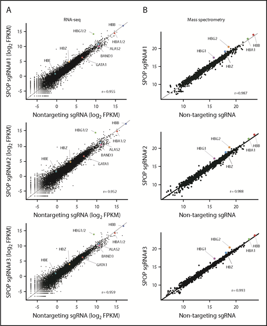 Figure 3. SPOP depletion specifically and strongly induces γ-globin in HUDEP-2 cells. (A) RNA-seq analysis of cell pools with SPOP sgRNA#1, -#2, and -#3. Each dot represents an individual gene. Each gene is depicted according to FPKM (fragments per kilobase per million) value. HBG1/2 indicates the combined levels of HBG1 and HBG2. (B) Scatter plots showing the results of mass spectrometry analysis of cell pools with SPOP sgRNA#1, -#2, and -#3 using whole-cell lysates. Data represent log2 protein abundances. Protein abundances were quantified by tandem mass tag–labeled mass spectrometry. Each dot represents a protein.