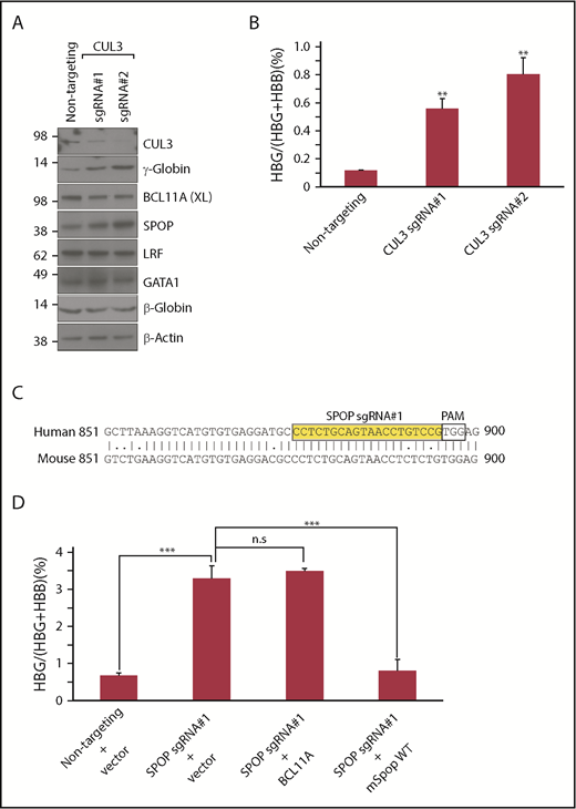 Figure 5. SPOP-CUL3 complex represses γ-globin independent of BCL11A. (A) Immunoblot analysis with indicated antibodies of differentiated HUDEP-2 cells expressing CUL3 sgRNAs. (B) γ-Globin mRNA was measured by RT-qPCR; data are plotted as percentage of γ-globin over γ-globin + β-globin mRNAs. Data are mean ± SD of 2 biological replicates. (C) Alignment of human and mouse SPOP DNA sequences. Yellow indicates SPOP sgRNA#1 sequence. Two mismatched nucleotides upstream of protospacer adjacent motif (PAM) in mSpop cDNA. (D) γ-Globin mRNA was measured by RT-qPCR; data are plotted as percentage of γ-globin over γ-globin + β-globin mRNAs. Data are mean ± SD of 2 biological replicates. **P < .05; ***P < .01, unpaired Student t tests. n.s., not significant.