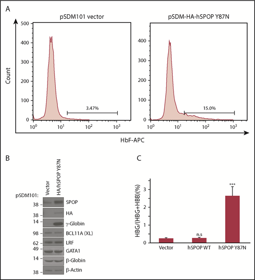 Figure 6. Overexpression of SPOP mutant increases γ-globin. (A) HbF flow cytometry of differentiated HUDEP-2 cells expressing empty vector (left) or the SPOPY87N mutant. (B) Western blot analysis with indicated antibodies for differentiated HUDEP-2 cells expressing empty vector or SPOP mutant. (C) γ-Globin mRNA was measured by RT-qPCR; data are plotted as percentage of γ-globin over γ-globin + β-globin. Data are mean ± SD of 2 biological replicates. ***P < .01, unpaired Student t tests.