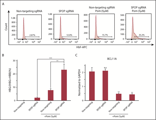 Figure 7. SPOP depletion strongly enhances the effect on γ-globin induction by pomalidomide treatment. (A) HbF flow cytometry of indicated HUDEP-2 sgRNAs cell pools treated with or without pomalidomide (Pom) at day 6 of differentiation. (B) γ-Globin mRNA was measured by RT-qPCR; data are plotted as percentage of γ-globin over γ-globin + β-globin. Data are mean ± SD of 2 independent experiments. (C) BCL11A mRNA levels measured by RT-qPCR. Glyceraldehyde-3-phosphate dehydrogenase (GAPDH) was used for normalization. Data are mean ± SD of 2 biological replicates. **P < .05; ***P < .01, unpaired Student t tests.