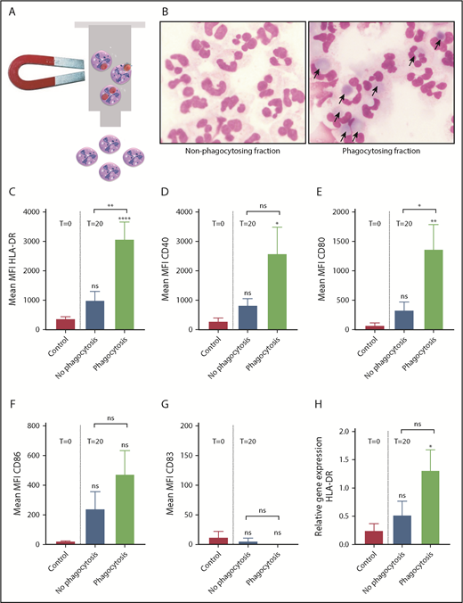 Figure 2. MHC-II and costimulatory molecules are specifically upregulated on neutrophils that have phagocytized RBCs. (A) Schematic overview showing magnetic selection of the neutrophils that have phagocytosed RBC-ops. RBCs were biotinylated and coupled to magnetic streptavidin beads. RBCs were opsonized and incubated with neutrophils for 1 hour. Next, RBCs were lysed and phagocytosing neutrophils were obtained by magnetic selection. (B) Cytospins of the nonphagocytosing and phagocytosing neutrophils after magnetic separation. These images were blindly chosen and are representative for 5 different experiments. May-Grünwald Giemsa stain; original magnification ×500. (C-G) Surface expression of HLA-DR, CD40, and CD80 on nonphagocytosing and phagocytosing neutrophils. Data represent the MFI values of HLA-DR, CD40, and CD80 (mean ± SEM; n = 4-10). (H) Relative levels of mRNA for HLA-DR in neutrophils ± RBC-ops measured by quantitative PCR. Data are normalized for GUS expression (mean ± SEM; n = 4). Asterisks above the straight-line bars represent significant differences compared with T = 0 control; asterisks above the inverted U–shaped spanner bars represent significant differences between the indicated bars (****P < .0001; **P < .01; *P < .05).