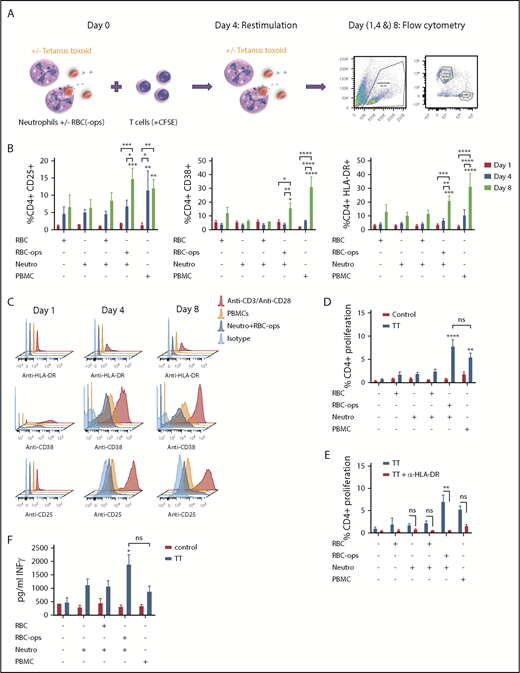 Figure 5. Neutrophils can activate T cells following RBC phagocytosis. (A) Schematic overview of the autologous TT-specific T-cell assay. On day 0, (CFSE-labeled) T cells were incubated with neutrophils ± RBCs or RBC-ops TT. On day 4, T cells were restimulated with neutrophils ± RBCs or RBC-ops and ± TT. Flow cytometry was used as readout on days (1, 4, and) 8. (B) T-cell activation was measured by flow cytometry by determining the percentage of CD25+, CD38, or HLA-DR+ CD4+ T cells after 1, 4, and 8 days. Results are shown for T cells incubated with neutrophils (Neutro) ± RBCs or RBC-ops. All conditions are plus TT. T cells plus RBCs served as a negative control and T cells plus PBMCs as positive control (mean ± SEM; n = 3). (C) Histograms showing CD25, CD38, and HLA-DR staining on CD4+ T cells on days 1, 4, and 8 of a representative donor. As a positive control for CD25, CD38 and HLA-DR staining T cells stimulated with anti-CD3 and anti-CD28 were used. An isotype control was used as negative control. (D) CD4+ T-cell proliferation was measured by flow cytometry by determining the percentage of CFSE low T cells after 8 days. Percentage proliferation is shown for T cells incubated with neutrophils ± RBCs or RBC-ops and ± TT. T cells ± RBCs served as a negative control and T cells plus PBMCs as positive control (mean ± SEM; n = 8). (E) The experiment was repeated with the addition of an MHC-II blocking antibody to show that neutrophil-induced T-cell proliferation is MHC-II restricted (mean ± SEM; n = 6). (F) Graph showing IFN-γ levels in the medium at day 8 (n = 6). Asterisks above the straight-line bars represent significant differences compared with T cells plus RBCs day 1; asterisks above the inverted U–shaped spanner bars represent significant differences between the indicated bars (****P < .0001; ***P < .001; **P < .01; *P < .05). Nonsignificant results have not been indicated.