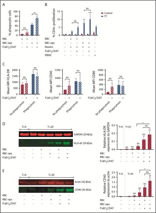 Figure 6. CD47 blocking on RBCs enhances the induction of TT-specific CD4+ T-cell proliferation. (A) RBC phagocytosis by neutrophils was measured by incubating neutrophils ± DiD-labeled plus RBCs or RBC-ops, ± F(ab′)2 CD47 for 45 minutes. Subsequently, RBC were lysed and the percentage of RBC-phagocytosing neutrophils was measured by flow cytometry. Comparing the RBC-ops condition with the RBC-ops- F(ab′)2 CD47 condition, RBC phagocytosis increases from 45% to 73% (mean ± SEM; n = 5). (B) The percentage of proliferation measured for T cells incubated with neutrophils plus RBCs or RBC-ops, ± F(ab′)2 CD47 and ± TT. T cells served as a negative control and T cells plus PBMCs as positive control (mean ± SEM; n = 8). (C) Surface expression of HLA-DR, CD40, and CD80 on nonphagocytosing and phagocytosing neutrophils (mean ± SEM; n = 4). (D) Western blot analysis for HLA-DR expression performed on neutrophils ± RBCs or RBC-ops and ± F(ab′)2 CD47. Fluorescence intensity of the bands was quantified using Odyssey Imaging system and normalized for GAPDH expression. (E) Western blot analysis for CD40 expression performed on neutrophils ± RBCs or RBC-ops and ± F(ab′)2 CD47. Fluorescence intensity of the bands was quantified using Odyssey Imaging system and normalized for actin expression. (D-E) May-Grünwald Giemsa stain; original magnification ×500. Asterisks above the straight-line bars represent significant differences compared with T = 0 control neutrophils; asterisks above the inverted U–shaped spanner bars represent significant differences between the indicated bars (**P < .01; *P < .05).