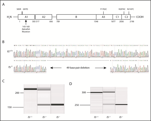 Figure 1. Targeting of the f5 locus using genome editing produces a null allele. (A) Structure of human F5; residue numbering is from the human protein. The CRISPR/Cas9-induced mutation deletes what would be human residues 143 through 160 in the A1 domain and induces a frameshift. Numbered positions indicate location of human mutations evaluated in Figure 5. (B) Sequence of 49-bp f5 exon 4 deletion. (C-D) Amplification of genomic and cDNA from f5+/+, f5+/−, and f5−/− fish demonstrates the 49-bp deletion with no evidence for any other products.