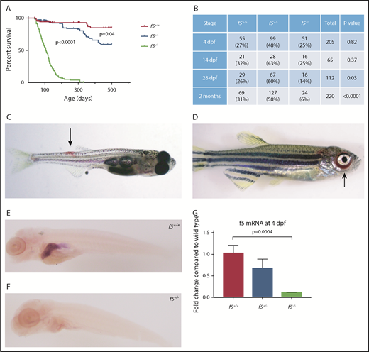 Figure 2. Phenotypes of f5 homozygous mutants reveal adult lethality and spontaneous hemorrhage in homozygous mutant adult fish. (A) Survival curves of zebrafish offspring from f5+/− incrosses, starting at 2 months of age, demonstrate progressive loss of 90% of homozygotes by 7 mpf. Heterozygotes also demonstrate statistically significant decreased survival compared with wild-type fish, with 50% mortality by 1.5 years of age. (B) Genotype distributions of offspring from f5+/− incrosses evaluated at various stages demonstrate loss of homozygotes beginning at 28 dpf. (C) Spontaneous hemorrhage distal to the dorsal fin (arrow) in a 4-week-old homozygous mutant fish. (D) Severe spontaneous periorbital hemorrhage (arrow) grossly visible in a 5-week-old homozygous mutant fish just before death. Similar bleeding was not observed by blinded observers in heterozygous or wild-type clutchmates. Whole mount in situ hybridization with an antisense probe demonstrates localization of f5 expression to the liver in f5+/+ zebrafish at 5 dpf (E), but not in f5−/− mutants (F). (G) Total mRNA was prepared from pooled larvae (4 dpf, n = 21 for each genotype) followed by quantitative real-time PCR. Error bars represent standard deviation and statistical significance was determined by a Student t test.