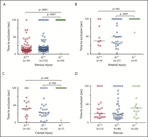 Figure 3. Effects of F5 deficiency on hemostasis in the venous and arterial circulation. (A) Laser-mediated endothelial injury of the PCV was performed on larvae at 3 dpf. The time to occlusion was significantly prolonged in f5−/− larvae in comparison with f5+/− and f5+/+ siblings (P < .0001, Mann-Whitney U test). (B-C) Endothelial injury was also performed on the dorsal aorta at 9 dpf, and PMBC at 6 to 7 dpf with similar results. (D) Injection of wild-type zebrafish f5 cDNA under control of the zebrafish ubiquitin promoter into 1-cell stage embryos resulted in significant rescue of the PCV hemostatic defect at 3 dpf in 73% of f5−/− larvae when compared with uninjected mutants (P < .001). Note that variability in the time to occlusion is a result of technical factors and heterozygosity in the genetic background. This has been seen with laser injury across other zebrafish mutants.