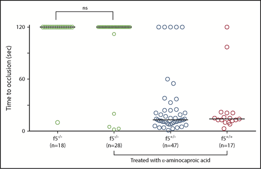 Figure 4. Antifibrinolytic treatment with ε-aminocaproic acid does not restore hemostasis in f5 mutants. Offspring from f5+/− incrosses were treated with ε-aminocaproic acid at 1 dpf and tested for venous occlusion in response to laser-mediated endothelial injury at 3 dpf, followed by genotyping. There was a slight increase in the percentage of f5−/− embryos that formed an occlusive thrombus (14.3% vs 5.5%) compared with untreated clutchmates, but this was not statistically significant. Horizontal bars represent the median time to occlusion. ns, not significant.