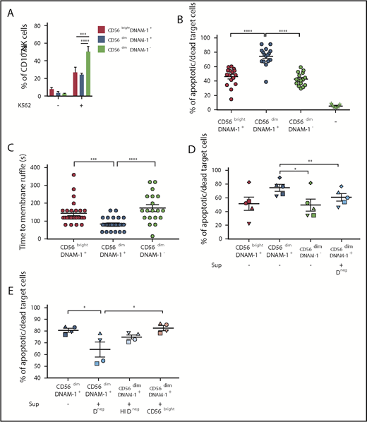 Figure 4. CD56dim DNAM-1neg NK cells present poor killing capabilities and downregulate the killing activity of CD56dim DNAM-1pos NK cells. (A) NK cells were enriched from PBMCs by Ficoll density gradient centrifugation followed by magnetic bead negative cell selection. K562 target cells were added to wells containing total NK cells in a 10:1 effector:target ratio. After 4 hours, cells were stained and analyzed for degranulation by quantifying the percentages of CD107a-positive cells after gating on CD56brightDNAM-1pos (red), CD56dimDNAM-1pos (blue), or CD56dimDNAM-1neg (green) NK cell subsets. Results are shown as percentages of positive cells ± SEM from 8 individual healthy donors, pooled from 2 independent experiments. (B-E) Fluorescence-activated cell sorting NK cell subsets were stimulated overnight in IL-12 (10 ng/mL), IL-15 (100 ng/mL), and IL-18 (50 ng/mL) and added to wells containing K562 target cells in a 10:1 effector:target ratio. (B) After 4 hours of culture, cytotoxicity of NK cell subsets against K562 target cells was quantified by flow cytometry with dead target cells identified as carboxyfluorescein diacetate succinimidyl ester (CFSE)neg Annexin V/propidium iodide (PI)pos. Target cells alone were used as control (–). Data are presented as mean ± SEM of percentages of Annexin V+ and/or PI+ target cells from 8 individual donors run in duplicate. Each dot represents one technical replicate. Data were pooled from 5 independent experiments. (C) The conjugation time between NK cells and target cells leading to target cell death was analyzed by using time-lapse microscopy. Time to membrane ruffle corresponds to the time (in seconds) between initial cell contact between the NK cell and the target cell and the first sign of target cell membrane ruffle. Results are shown as mean ± SEM from 20 to 30 individual NK cell:target cell conjugations pooled from at least 6 time-lapse videos obtained from 3 independent experiments. (D-E) Cytotoxicity of NK cell subsets was assessed as in panel B, but cells were cultured with (+) or without (–) supernatant from CD56dimDNAM-1neg (Dneg), heat-inactivated CD56dimDNAM-1neg (HI Dneg), or CD56brightDNAM-1pos (CD56bright) NK cells that had been stimulated overnight in IL-12 (10 ng/mL), IL-15 (100 ng/mL), and IL-18 (50 ng/mL). Each graph shows the mean ± SEM of percentages Annexin V+ and/or PI+ target cells from 4 individual donors pooled from 2 independent experiments. Individual dots represent the mean value of duplicate wells for 1 donor. Data obtained from 1 individual donor are depicted with the same symbol. Data were analyzed by 2-way (A) or 1-way ANOVA without pairing (B-C) or a 1-way ANOVA with pairing (D-E) followed by a Tukey multiple comparison post hoc test. *P < .05; **P<.01; ***P < .001; ****P < .0001.