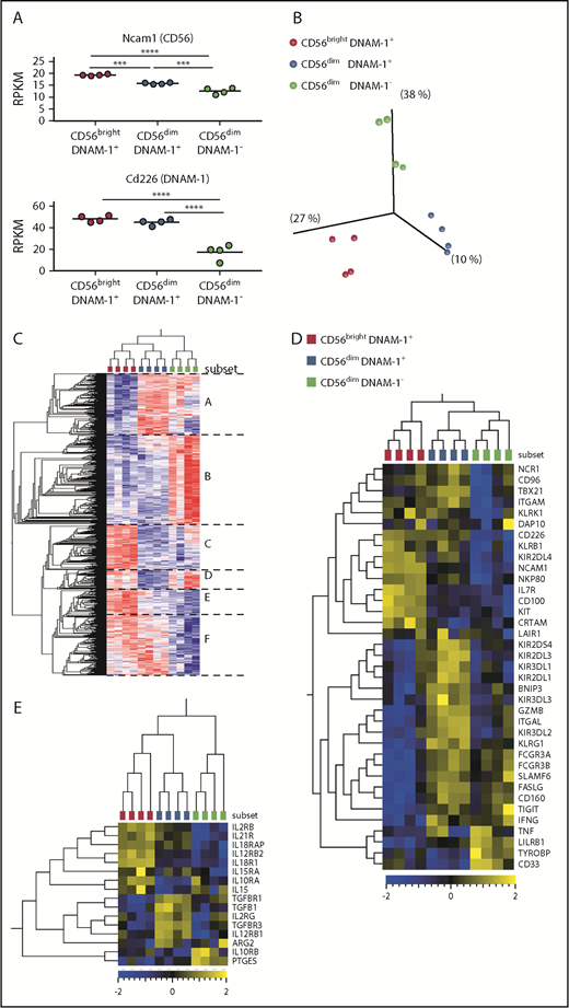 Figure 5. CD56bright DNAM-1pos , CD56dim DNAM-1pos , and CD56dim DNAM-1neg NK cell populations display distinct gene expression profiles. CD56brightDNAM-1pos, CD56dimDNAM-1pos, and CD56dimDNAM-1neg NK cell subsets were purified from healthy donor PBMCs, and their gene expression profiles were analyzed by using RNAseq. Four independent samples, each one consisting of NK cell mRNAs pooled from 10 to 20 donors, were analyzed for each population. (A) Relative expression of Ncam1 and Cd226 mRNAs in reads per kilobase million (RPKM). Data were analyzed with a 1-way ANOVA followed by a Tukey multiple comparison post hoc test. (B) Unsupervised principal component analysis revealed 3 clusters corresponding to the 3 NK cell populations (Benjamini-Hochberg corrected P value, q = 0.05). (C) Heat map and hierarchical clustering of the most differentially expressed genes between the 3 populations (q = 0.05). Genes can be divided into 6 groups (A-F) according to their pattern of expression. (D) Heat map displaying selected NK cell-related genes. (E) Heat map displaying selected genes related to inflammation and immunosuppression. ***P < .001; ****P < .00001.