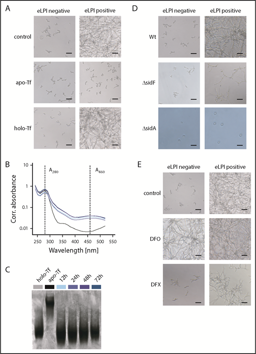 Figure 2. AFU cannot retrieve iron from holo-transferrin, and enhanced labile plasma iron uptake depends on fungal siderophores. (A) Role of holo-Tf as an iron source for AFU growth. Representative microscopy images of AFU cultures taken 48 hours after inoculation (5 × 104 spores/mL) of RPMI containing 10% ferric iron-spiked human plasma (0-50 µM Fe3+) supplemented with 2,5 mg/mL apo-Tf or holo-Tf, respectively (original magnification ×20; bars represent 30 µm). (B-C) Removal of iron from holo-Tf by AFU was studied. AFU spores (5 × 104/mL) were inoculated into RPMI containing 5µM Fe3+ and 2 mg/mL apo- or holo-Tf in 6-well plates. Holo-Tf:apo-Tf conversion in culture supernatant was monitored by absorbance measurements at 280 nm (A280corr) and 460 nm (A460corr) (B) and urea–polyacrylamide gel electrophoresis (C) at indicated times. Uninoculated RPMI media with apo- and holo-Tf were used as controls in both assays. (D) eLPI use by AFU mutant strains with defects in iron acquisition systems. Representative microscopy images showing the growth pattern of wild-type (Wt), ΔsidF, and ΔsidA conidia in RPMI containing 10% ferric iron-spiked human plasma after 48-hour culture (original magnification ×20; bars represent 30 µm). (E) Influence of clinically applicable iron chelators on AFU outgrowth in eLPI-deficient and eLPI-positive serum cultures. AFU spores (5 × 104/mL) were cultured in RPMI containing 10% ferric iron-spiked human plasma supplemented with 100 µM deferoxamine (DFO) or 200 µM deferasirox (DFX). Control cultures were DMSO treated. Photographs were taken 48 hours after inoculation. Representative images of fungal cultures are shown (original magnification ×20; bars represent 30 µm). Experiments shown in panels A, D, and E were performed at least in 6 replicates, all showing consistent results.