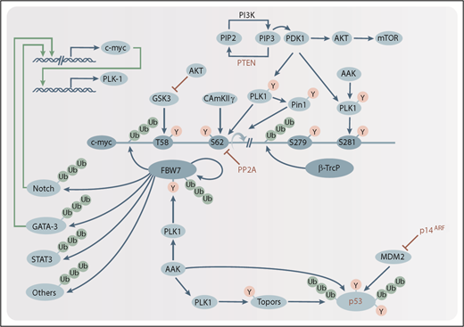 Figure 1. The AAK/PLK1 axis in HRLs. AAK and PLK1 directly, or indirectly, regulate the stability of oncogenes (eg, c-myc, Notch) and tumor suppressors (eg, p53) implicated in the pathogenesis of most HRLs. Schematic representations of posttranslational phosphorylation (Y) and ubiquitination (Ub) modifications are indicated (blue arrows), as are inhibitory modifications (red bars). Tumor suppressors that are recurrently deleted in many HRLs are indicated in red. Transcription factors promoting c-myc or PLK1 expression are shown (green arrows). β-Trcp, β-transducin repeat-containing protein; CAMKIIγ, calcium/calmodulin-dependent kinase II γ; GSK3, glycogen synthase kinase 3; Mdm2, mouse double minute 2 homolog; mTOR, mammalian target of rapamycin; p14ARF, p14 alternative reading frame; PDK1, phosphoinositide-dependent kinase 1; PI3K, phosphatidylinositol 3-kinase; Pin1, peptidylprolyl cis/trans isomerase, NIMA-interacting 1; PIP2, phosphatidylinositol 4,5-bisphosphate; PIP3, phosphatidylinositol (3,4,5)-trisphosphate; PP2A, protein phosphatase 2A; PTEN, phosphatase and tensin homolog.