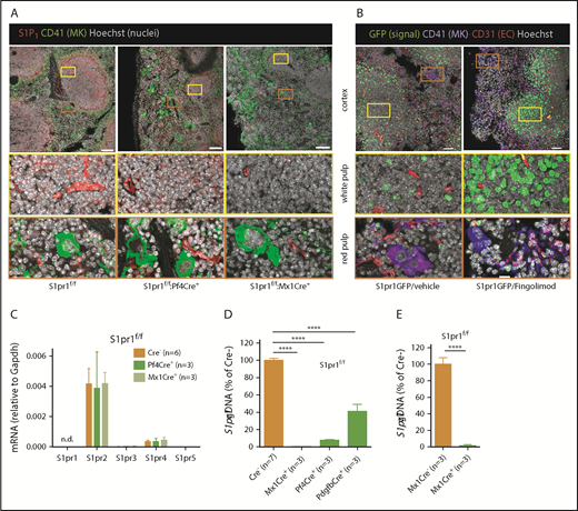 Figure 2. S1P1 is not expressed in murine MKs. (A) Expression of S1P1 (red) and the MK marker CD41 (green) in spleen of mice with or without MK-selective (S1pr1f/f:Pf4Cre+) or pan-hematopoietic (S1pr1f/f:Mx1Cre+) S1P1 deletion. Note S1P1 expression in blood vessels and white pulp, but not in MKs, irrespective of gene deletion. Scale bars represent 50 μm. (B) Constitutive (left) and fingolimod-induced (1 mg/kg, 24 hours; right) S1P1 signaling in spleens of S1P1 signaling reporter mice.34 Note constitutive and fingolimod-enhanced S1P1 signaling (reflected by nuclear GFP accumulation in green) in blood vessels (in red) and cells within the white pulp, but not MKs (in blue). Scale bars represent 50 μm. (C) Abundance of S1PR transcripts in BM-derived MKs from S1pr1-deficient mouse lines relative to Gapdh. Note lack of S1pr1 expression (mRNA) or compensatory upregulation of other receptors after 3 days of culture. (D) Abundance of nonexcised S1pr1 in genomic DNA (gDNA) from BM-derived MKs from S1pr1-deficient mouse lines after 5 days of culture relative to pooled S1pr1f/f littermate controls. (E) Relative abundance of nonexcised S1pr1 in genomic DNA from freshly isolated BM cells from S1pr1-deficient mice passed through 70-μm filters. Statistical analysis by Mann-Whitney U test. n.d., not detectable.