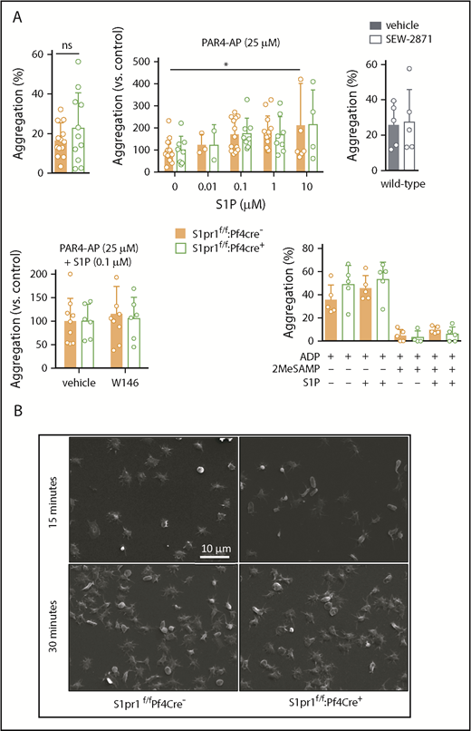 Figure 3. Platelet S1P1 is dispensable for platelet aggregation and spreading in mice. Platelets from mice in which S1pr1 was deleted in MKs (S1pr1f/f:Pf4Cre+; green), littermate controls (orange), or wild-type mice (gray) were isolated, washed, and tested for their capacity to aggregate (A) and spread (B). (A, upper) Platelet aggregation in response to submaximal concentrations (25 μM) of PAR4-AP (thrombin receptor agonist) in the absence (left) or presence of exogenous S1P (0.1-10 μM; middle) or of S1P1 agonist SEW-2871 (0.5 μM; right). (A, lower) Platelet aggregation in response to submaximal PAR4-AP in the presence of S1P (0.1 μM) in the presence or absence of S1P1 antagonist W146 (10 μM; left) or in response to the weak platelet agonist ADP (2 μM; right), with and without exogenous S1P (10 μM) or P2Y12 antagonism (2MeSAMP, 40 μM) to address potential redundancy with P2Y12, which, similar to S1P1, is Gαi coupled. (B) Representative scanning electron microscopy images (upper) showing the extent of platelet spreading 15 and 30 minutes after plating on fibrinogen in the presence of S1P (0.5 μM; quantification in supplemental Figure 7). Note that although S1P did not trigger aggregation (not shown), it slightly increased PAR4-AP induced aggregation. However, neither aggregation nor spreading was influenced by selective S1P1 modulation or S1pr1 deficiency. S1P also could not compensate for the absence of functional P2Y12 by alternative engagement of Gαi. Statistical analyses by 2-way analysis of variance or the Mann-Whitney U test, as appropriate. Mean ± standard deviation is shown, symbols represent the number of mice.