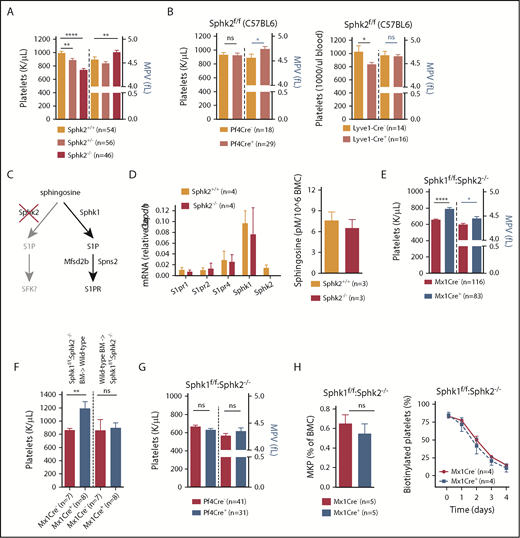 Figure 4. Sphk2 deficiency induces thrombocytopenia by redirection of sphingosine to Sphk1. (A-B) Platelet counts and MPV from Sphk2 heterozygous intercrosses in C57BL/6J:129SVJ mixed background. (B) Effect of MK (Pf4Cre)- and lymphatic endothelium/CD45+ (Lyve1Cre)–selective Sphk2 deletion on platelet counts. (C) Thrombocytopenia in Sphk2−/− mice could be explained by redistribution of sphingosine to Sphk1 rather than by loss of Sphk2-derived S1P. This, in turn, could impair MK maturation by a receptor-dependent mechanism after S1P export by Spns2 or Mfsd2b, depending on cell type. (D) Impact of Sphk2 deficiency on the expression of Sphks and S1PRs and levels of sphingosine in total bone marrow cells (S1P was below the detection threshold). (E) Effect of deletion of Sphk1 in Mx1Cre-sensitive cells on Sphk2 deficiency-induced thrombocytopenia and MPV. (F) Effect of transplantation of BM cells from mice lacking Sphk1&2 in Mx1Cre-sensitive cells to lethally irradiated wild-type recipients and vice versa on platelet counts in the host. Note that the rescue conferred by Sphk1 deficiency is BM cell-derived, as the Sphk2−/− phenotype itself.22 (G) Effect of deletion of Sphk1 in MKs on Sphk2 deficiency-induced thrombocytopenia and MPV. (H) Effect of compound Sphk1 deficiency on MKP and platelet life span in Sphk2−/− mice. Statistical analyses by Mann-Whitney U test or 2-way analysis of variance.
