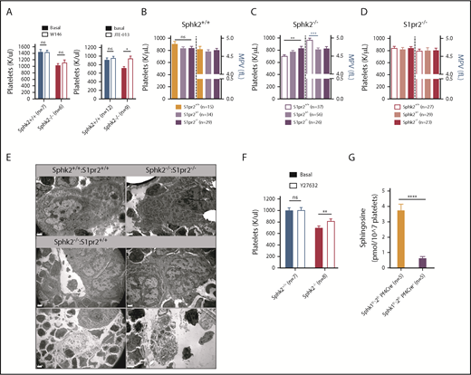 Figure 5. Sphk2 deficiency induces thrombocytopenia by aberrant S1P2 activation. (A) Effects of S1P1 (W146, 10 mg/kg, left) or S1P2 (JTE-013, 1.2 mg/kg) antagonism on Sphk2 deficiency-induced thrombocytopenia (24-hour platelet counts). (B-D) Platelet counts and MPV in litters from independent intercrosses of S1pr2+/− in a wild-type background (B), S1pr2+/− in a Sphk2-deficient background (C), and of Sphk2+/− in a S1P2-deficient background (D). Note that although S1P2 deficiency does not itself affect platelet counts, it rescues Sphk2 deficiency-induced thrombocytopenia. (E) Transmission electron micrographs of bone marrow from Sphk2+/+, Sphk2−/−, and Sphk2−/−:S1pr2−/− mice. Although the majority of MKs from Sphk2+/+ and Sphk2−/−:S1pr2−/− mice were singular and large, with a mature appearance and well-defined demarcation membrane systems (upper), MKs in Sphk2−/− were highly heterogeneous, with clusters of immature MKs or mature MKs with limited DMS next to blood sinusoids (middle), low-contrast MK “ghosts” that appeared to be undergoing necrosis (bottom left, next to a normal MK) and platelet release within the bone marrow (bottom right). Representative images from n = 4 mice per genotype are shown. Scale bars, 2 μm. (F) Effect of a bolus injection of the Rho kinase inhibitor Y27632 (10mg/kg) on platelet counts in Sphk2−/− and Sphk2+/+ controls. Note a significant increase in platelet counts only in the knockout. (G) Sphingosine content of Sphk deficient platelets. Statistical analyses by 2-way analysis of variance (A,F) or the Mann-Whitney U test.