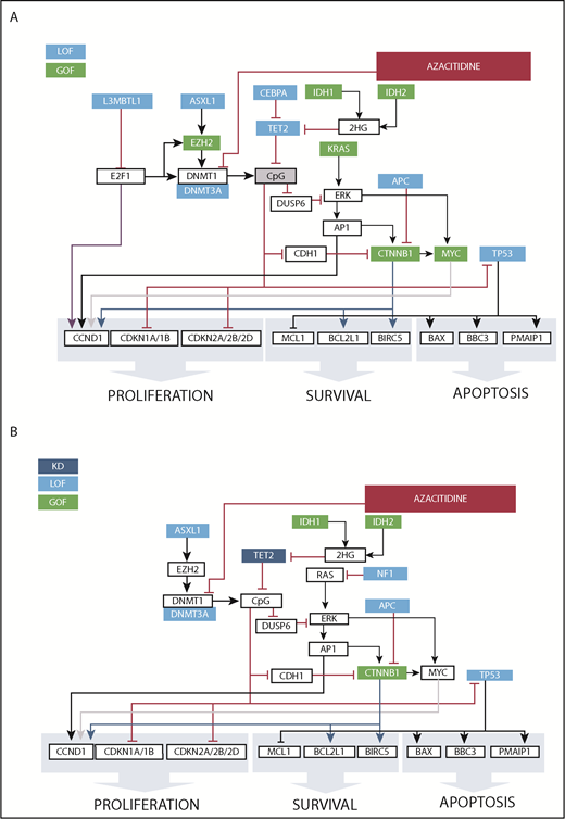 Figure 8. Mechanisms of response to HMA therapy. (A) Protein network model of a relapsed AML patient with gain-of-function mutations affecting EZH2 and IDH1/2 that predicted for response to the CpG-methylating effects of azacitidine via DNMT1 inhibition. Additionally, loss-of-function mutations in TET2 and L3MBTL1 further increased CpG methylation. The patient achieved a clinical response to azacitidine. Green boxes represent gain of function; blue boxes represent loss of function. (B) An example of a nonresponder to HMA who harbored gain-of-function mutations in IDH1/2 and loss-of-function mutations in ASXL1 and TET2, among others. Green boxes represent gain of function, light blue boxes represent loss of function, and dark blue boxes represent knockdown.