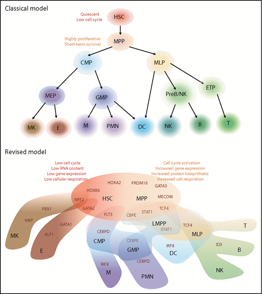 Figure 1. Models of human hematopoietic hierarchy. Representation of classical and revised models for HSC differentiation toward mature lineages based on recent literature.22-25 We reported in black the name of hematopoietic populations, whereas in dark red, the differentiation-driving genes. HSCs and MPPs shared similar HOXB6/HOXA2/PRDM16 gene modules but different metabolic state. HSC characteristics are listed on top left (in red), whereas MPP state is associated with activation of mechanisms listed on top right (orange). In the HSC/MPP cloud, preexisting lineage-specific modules are present at low levels and reinforced along differentiation: NEF2/GATA2 module represents the first attraction point for the megakaryocytic/erythroid specification, whereas CBPE/STAT1/TCF4 is associated with lymphoid-myeloid primed progenitor (LMPP) specification. Interestingly, dendritic cell (DC) and multilymphoid progenitor (MLP) cell fates appear to be associated with STAT1 expression, but IRF8 and ID3/TCF4 modules drive their final specification, respectively. The link between MLP and DC is in line with previous publications.9 B, B cells, CMP, common myeloid progenitors; E, erythrocytes; ETP, early T-cell progenitors; GMP, granulocytes monocytes progenitors; M, Monocytes; MEP, megakaryocytes erythrocytes progenitors; MK, megakaryocytes; NK, natural killer cells; PMN, polymorphonucleated cells; PreB/NK, B-cell and NK cell progenitors; T, T cells.