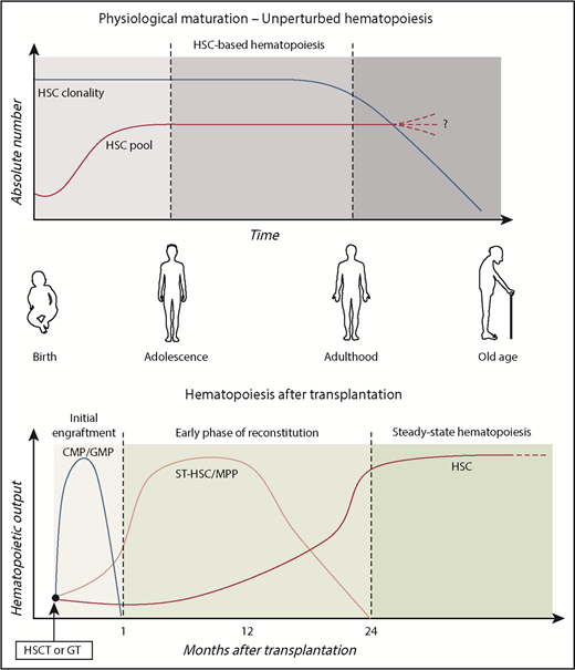 Figure 2. Human HSPC dynamics in vivo. Schematic representation of the role of primitive and committed HSPC subpopulations during physiological aging and after transplantation. HSC pool increases in size during childhood, reaching the final adult reservoir that allows maintenance of hematopoietic production during life. As results of continuous challenging from external stimuli (such as infections, environmental pollution, and radiations), the HSC pool progressively loses its clonal complexity. Although previous works described increased frequency of HSC pool in the elderly,58,59 a comprehensive assessment of the maintenance, increase, or decrease of HSC number during aging remains to be elucidated. After transplantation, hematopoietic output is sustained by different HSPC subsets over time.49 In the initial engraftment, myeloid production is sustained by short-living myeloid progenitors (CMP/GMP). Short-term HSC/MPPs activated in the early phases provided the first hematopoietic reconstitution. Around 1 to 2 years after transplant, the HSPC compartment stabilized and LT HSCs maintained steady-state hematopoiesis.