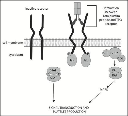 Figure 2. TPO receptor pathway.