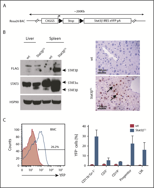 Figure 2. Generation and characterization of a Stat3β transgenic mouse model. (A) A schematic overview of the Stat3β transgene BAC construct. (B) Total cell lysates from spleen and liver were subjected to western blot analysis with the indicated antibodies (STAT3, FLAG, and HSP90). Liver sections stained with an antibody against FLAG show the expression of ectopic STAT3β. (C) A representative flow cytometry analysis of YFP+ BM cells (BMCs) and hematopoietic cell populations (progenitor: Lin−Sca-1+c-Kit−; LSK: Lin−Sca-1+c-Kit+) at day 20 postinduction. Data (wt vs Stat3βTG) were not statistically compared.