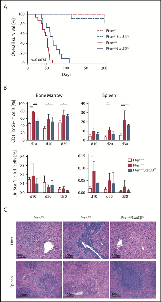 Figure 3. Elevated expression of STAT3β prolongs survival in an AML mouse model based on Pten deletion. (A) Kaplan-Meier plot showing the significantly different survival (P = .0034) of PtenΔ/Δ (n = 16) and PtenΔ/ΔStat3βTG (n = 11) mice, with PtenΔ/+ (n = 9) and PtenΔ/+ Stat3βTG (n = 11) as controls. (B) Percentages of myeloid (CD11b+Gr1+) and LSK cells in the BM and spleen of control, PtenΔ/Δ, and PtenΔ/ΔStat3βTG mice at 10, 20, and 30 days postinduction (n = 5 per group). Data (PtenΔ/+ vs PtenΔ/Δ vs PtenΔ/ΔStat3βTG for each time point) were compared using 1-way analysis of variance. (C) H&E-stained liver and spleen sections of PtenΔ/Δ, PtenΔ/ΔStat3βTG, and control mice at day 20 postinduction. *P < .05, **P < .01, ***P < .001.