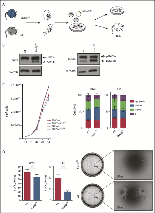 Figure 4. STAT3β impairs colony formation capacity of MLL-AF9–transformed cells. (A) Workflow of FLCs and BMCs harvested from Stat3βTG mice and wt littermates. MLL-AF9–transformed cells were subsequently used for in vitro analysis and transplantation. (B) Western blot analysis showing STAT3 and phosphorylated STAT3 (pSTAT3) expression in FLCs transformed with MLL-AF9. Stat3βTG expression was induced via stimulation with IFNβ. (C) in vitro proliferation was analyzed via growth curves and cell cycle analysis by flow cytometry. Data, indicating 3 independent experiments carried out in triplicates, were compared using the Student t test, and differences were found not to be statistically significant. (D) Methylcellulose-based colony formation assays were analyzed by number of colonies upon 4 replatings (1 replating shown; n = 12 per group). Representative pictures of BMC colonies are shown. Data, indicating 2 independent experiments, were compared using the Student t test. **P < .01, ****P < .0001. NSG, NOD.Cg-PrkdcscidIl2rgtm1Wjl/SzJ.