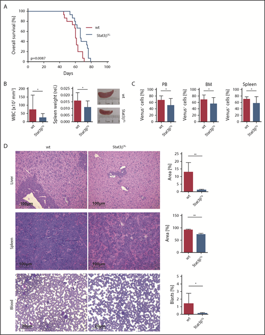 Figure 5. STAT3β prolongs survival and has a tumor-suppressive effect in MLL-AF9–dependent AML 6 weeks posttransplantation. (A) Kaplan-Meier plot of NOD.Cg-PrkdcscidIl2rgtm1Wjl/SzJ (NSG) mice receiving transplants of Stat3βTG and wt FLCs (n = 15 per group), showing significantly different survival (P = .0087). (B) WBC count and relative spleen weight and size. (C) Quantification by flow cytometry of myeloid Venus+ blasts in PB, BM, and spleen of Stat3βTG and wt mice. (D) H&E-stained liver and spleen sections and PB smears of wt and Stat3βTG animals. Quantifications shown as infiltrate area/total organ area (%) and number of blasts/total cell number (%). (B-D) Data were compared using the Student t test. *P < .05, **P < .01.