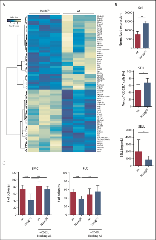 Figure 6. Gene expression patterns upon increased STAT3β expression reveal SELL to be a potential STAT3β target. (A) Heatmap showing significantly up- (32 genes) or downregulated (38 genes) genes between murine wt and Stat3βTG BM-derived Venus+ blasts (n = 3). (B) Normalized mRNA expression, displaying the upregulation of Sell in Venus+ Stat3βTG blasts, is shown (top; n = 3 per group). Quantification of cell surface–bound SELL/CD62L in BM-derived Venus+ blasts, measured by flow cytometry (middle; n = 6 per group), and levels of soluble, shed SELL in plasma, assessed via enzyme-linked immunosorbent assay (bottom; n = 9 per group), demonstrate the upregulation of SELL on the cell surface of Stat3βTG blasts and the difference in shed SELL present in PB. Data were compared using the Student t test. (C) Methylcellulose-based colony formation assays of wt and Stat3βTG FLCs and BMCs, pretreated with or without a blocking antibody for SELL/CD62L (MEL-14), were analyzed by number of colonies upon 3 replatings (1 replating shown; n = 12 per group). Data were compared using 1-way analysis of variance. *P < .05, **P < .01, ***P < .001.