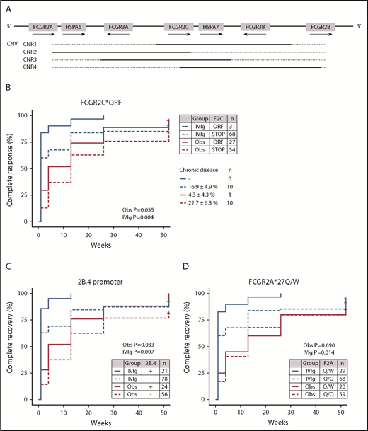Figure 2. Association of FCGR2/3 variants with prognosis in newly diagnosed childhood ITP. (A) Overview of the human Fc γ receptor gene (FCGR) locus. CNV occurs in regions encompassing multiple genes (CNR). (B) Association of FCGR2C*ORF/STOP with complete recovery rates in patients that were carefully observed (Obs) or treated with IVIg. Complete recovery was defined by the International Working Group criteria as a platelet count of at least 100 × 109/L, which correlates strongly with absence of bleeding symptoms. FCGR2C*ORF enriched for children with favorable response to IVIg and a high rate of spontaneous recovery, and carried a low chance of chronic disease at 12 months’ follow-up. The FCGR2B/FCGR2C promoter variant 2B.4 (C) and FCGR2A*27Q/W SNPs (D), which are in linkage disequilibrium with FCGR2C*ORF, showed similar effects. In particular, FCGR2A*27Q/W did not differentiate as well between course of disease as the other 2 variants. P values are given for a log-rank test, stratified by treatment allocation.