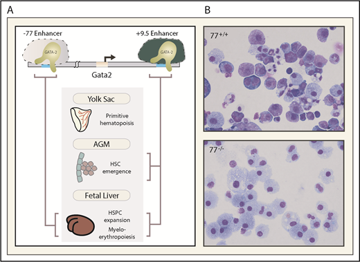 Figure 1. Essential enhancers governing Gata2 expression and hematopoiesis. (A) The −77 and +9.5 enhancers reside 77 and 9.5 kb upstream and downstream, respectively, of the Gata2 transcriptional start site. These evolutionarily conserved enhancers control mouse and human Gata2 transcription in specific biological contexts and vital steps in hematopoiesis (depicted with brackets). (B) The photomicrographs depict Giemsa-stained myeloerythroid progeny resulting from ex vivo differentiation of −77+/+ or −77−/− fetal liver progenitor cells. AGM, aorta gonad mesonephros region of the embryo proper.