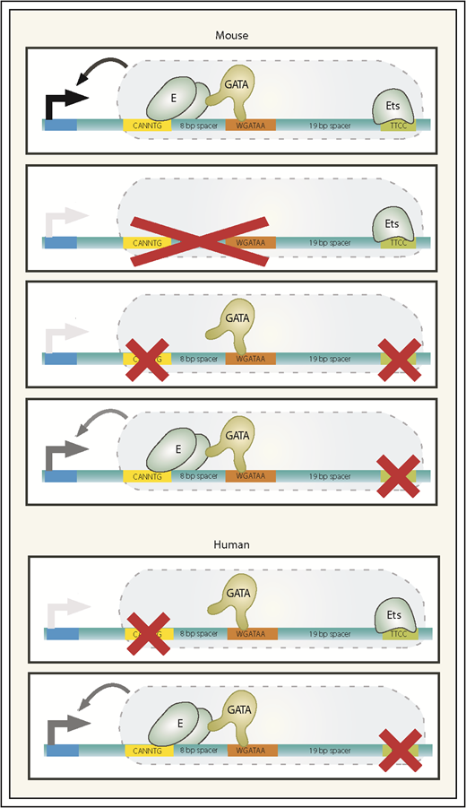 Figure 2. Mouse and human +9.5 enhancer alleles. The wild-type mouse +9.5 configuration is depicted, with 3 mutant mouse alleles below. Ets-only and GATA-only mutants fail to support developmental hematopoiesis and are both embryonic lethal. The Ets motif point mutant that models the human single-nucleotide mutation exhibits largely normal developmental hematopoiesis yet is incompetent to support regeneration of the hematopoietic system postmyeloablation. Human alleles identified in patients with GATA2-deficiency syndrome are depicted. Black arrow extending from +9.5 to promoter, transcriptional activation; gray arrow, partial activation; absence of an arrow, severely attenuated enhancer activity. E, E-box-binding protein.