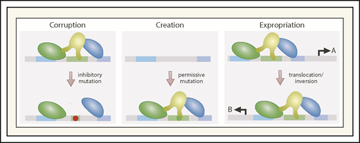 Figure 3. Corrupting, creating, and expropriating enhancers through mutation or chromosomal aberrations. By destroying cis-element integrity and impairing factor binding, mutations corrupt enhancer function. Corruption may involve a complete loss of activity (if the factor affected is essential), partial loss of activity (if the remaining enhancer components can confer some degree of transcriptional activation), or acquisition of ectopic activity distinct from that of the wild-type enhancer. Mutations may generate cis elements that permit transcription factor binding, following by binding of additional transcription factors and coregulators to generate an enhancer at a site normally lacking an enhancer. Chromosomal inversions or translocations can expropriate a gene’s enhancer, transferring it to another gene, thus creating an ectopic gene-regulatory mechanism. A, gene normally controlled by enhancer; B, gene that expropriates the enhancer.