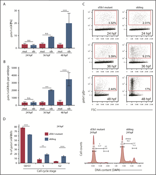 Figure 2. Loss of sf3b1 triggers a G0/G1 cell-cycle arrest in erythroid progenitors. (A-B) Graph quantifying gata1:eGFP+ cells in sf3b1-mutant and wild-type siblings at 24, 36, and 48 hpf. (A) Percentage of gata1:eGFP+ cells. (B) Absolute number of gata1:eGFP+ cells per embryos. (C) Representative flow cytometry plots for panels A and B. (D) Graph quantifying the percentage of gata1:eGFP+ erythrocytes in G0/G1, S, or G2/M phases of the cell cycle at 24 hpf. Representative flow cytometry histograms of erythrocyte DNA content as measured by DAPI fluorescence intensity on sf3b1 mutants and siblings. All experiments were done in biological triplicates. Statistical significance calculated by an ANOVA with a Bonferroni FDR multitesting correction. **P < .01, ***P < .001, ****P < .0001. FSC, forward scatter; n.s., not significant.